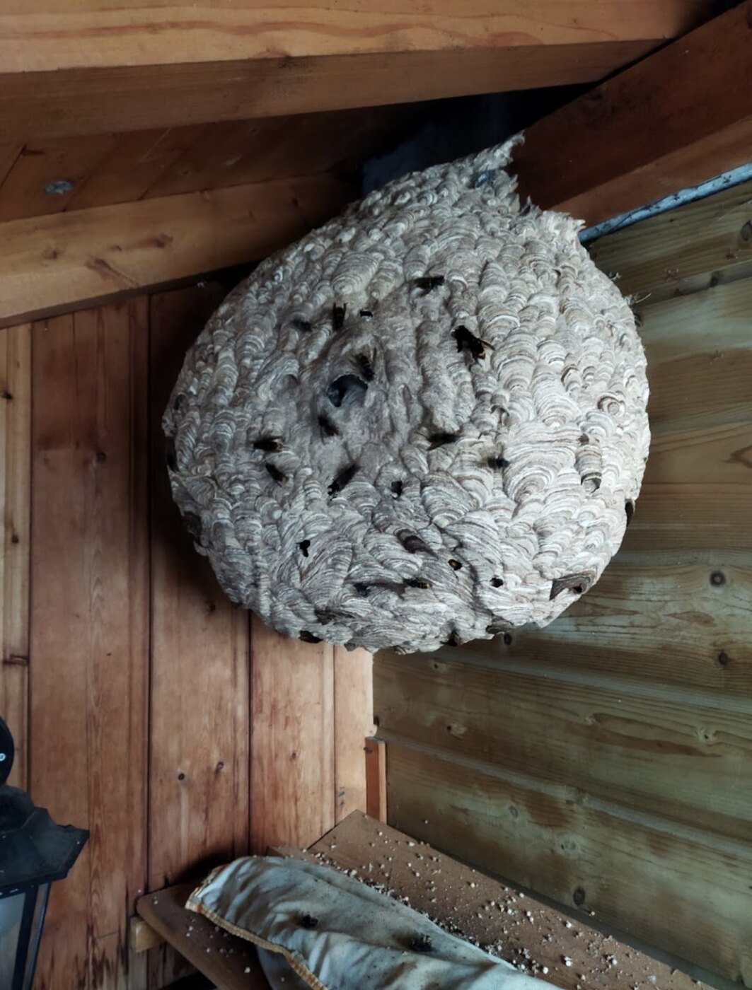Très grand nid de frelons fixé sous un toit en bois