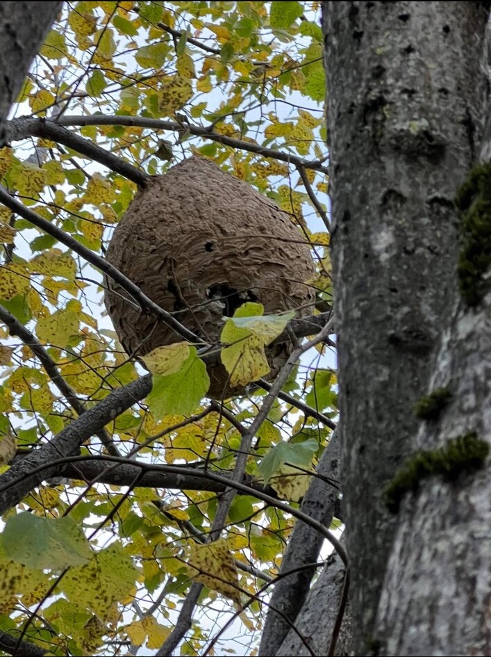 Important nid de frelons installé en hauteur dans un arbre